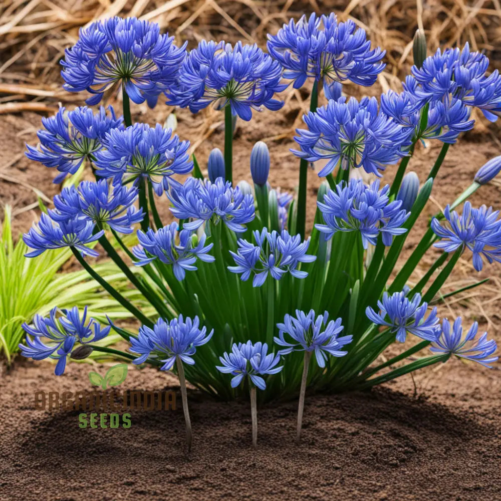 Blue Agapanthus Flower Seeds Bring Vibrant Blooms To Your Garden With Premium Flower For Planting