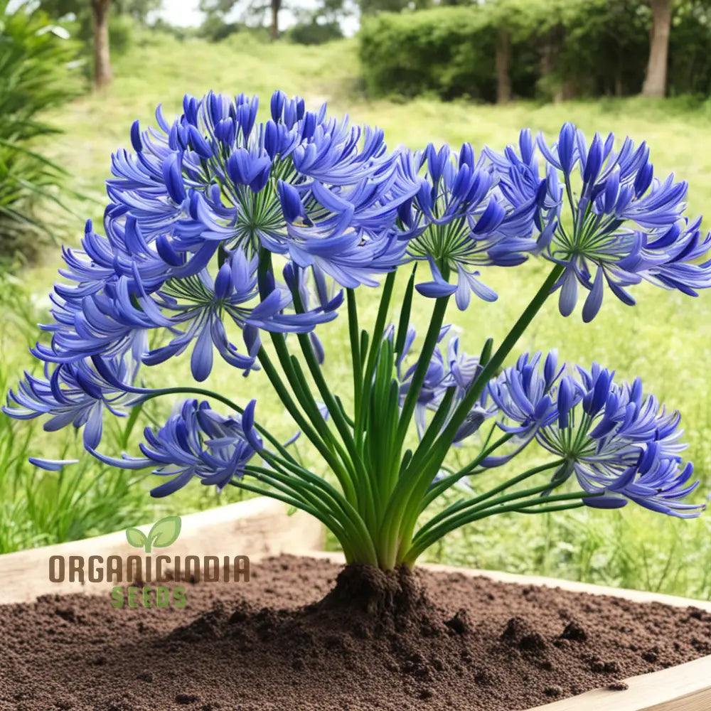 Blue Agapanthus Flower Seeds Bring Vibrant Blooms To Your Garden With Premium Flower For Planting