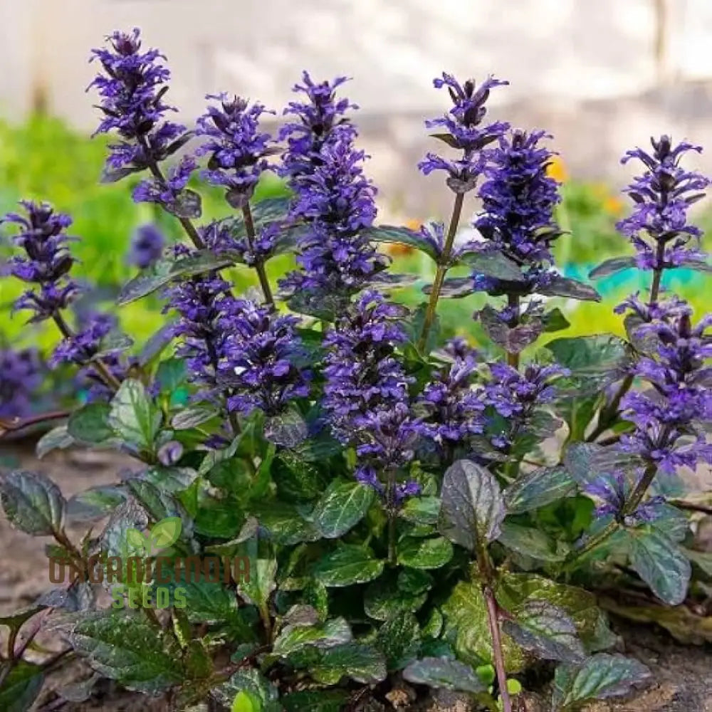 Blue Ajuga Reptant Plant Seed Generic Fresh 100Pcs