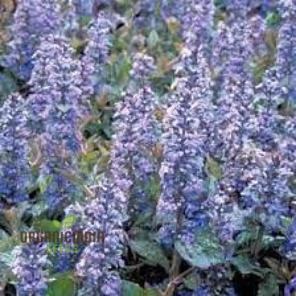 Blue Ajuga Reptant Plant Seed Generic Fresh 100Pcs