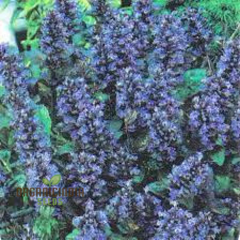 Blue Ajuga Reptant Plant Seed Generic Fresh 100Pcs