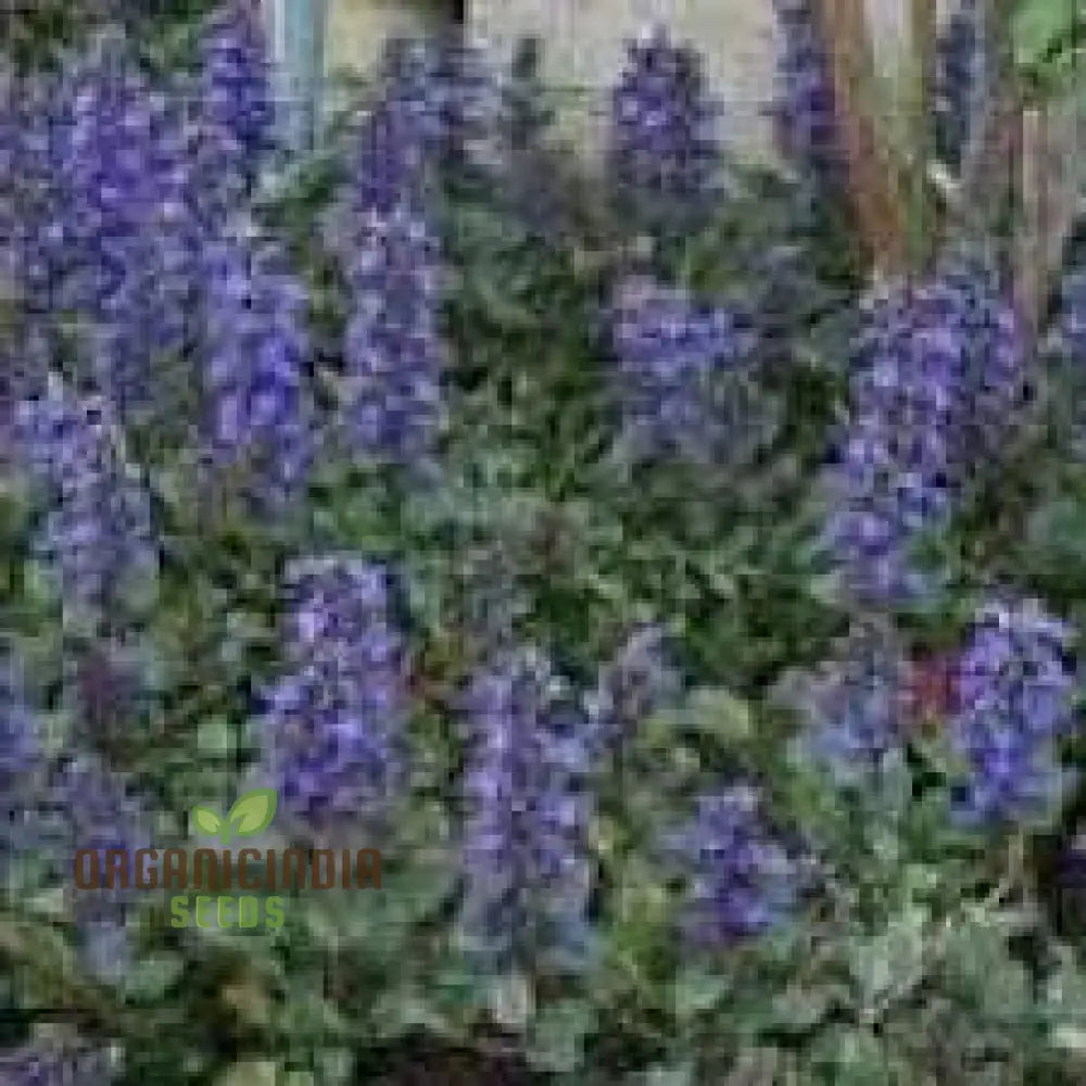 Blue Ajuga Reptant Plant Seed Generic Fresh 100Pcs