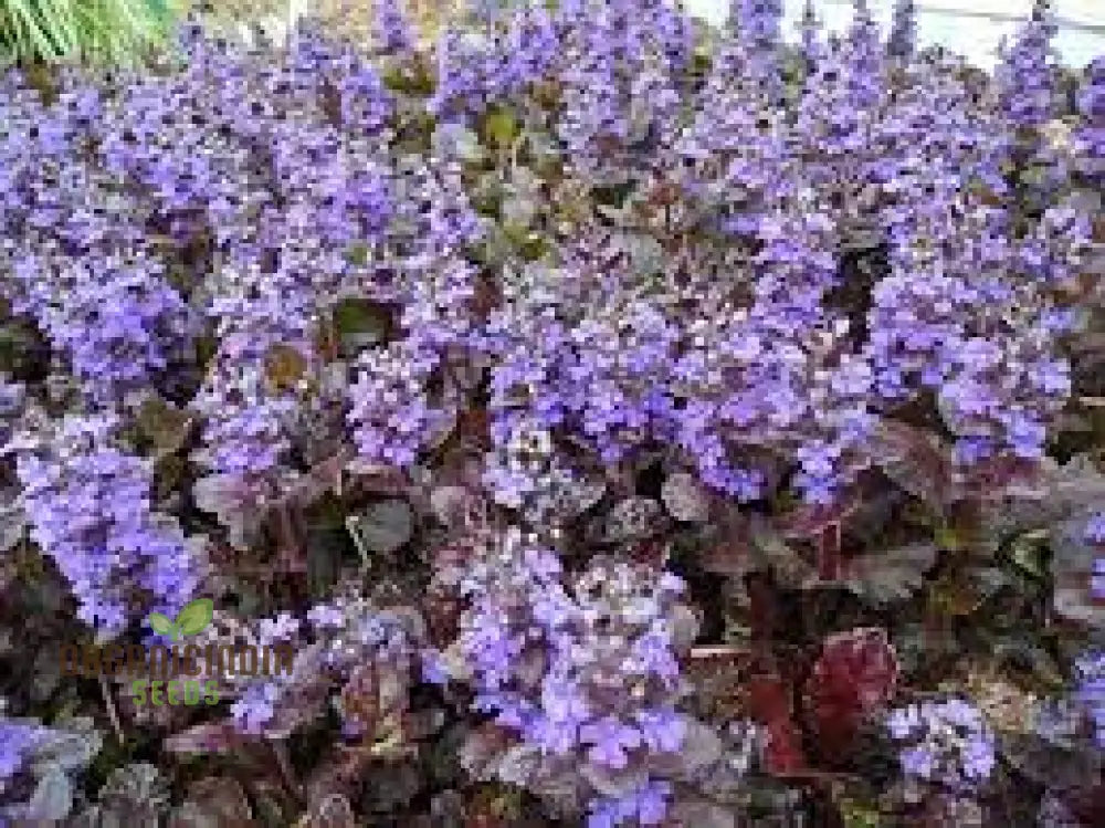 Blue Ajuga Reptant Plant Seed Generic Fresh 100Pcs