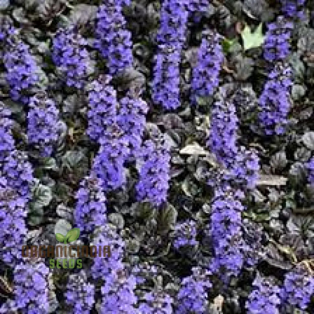 Blue Ajuga Reptant Plant Seed Generic Fresh 100Pcs