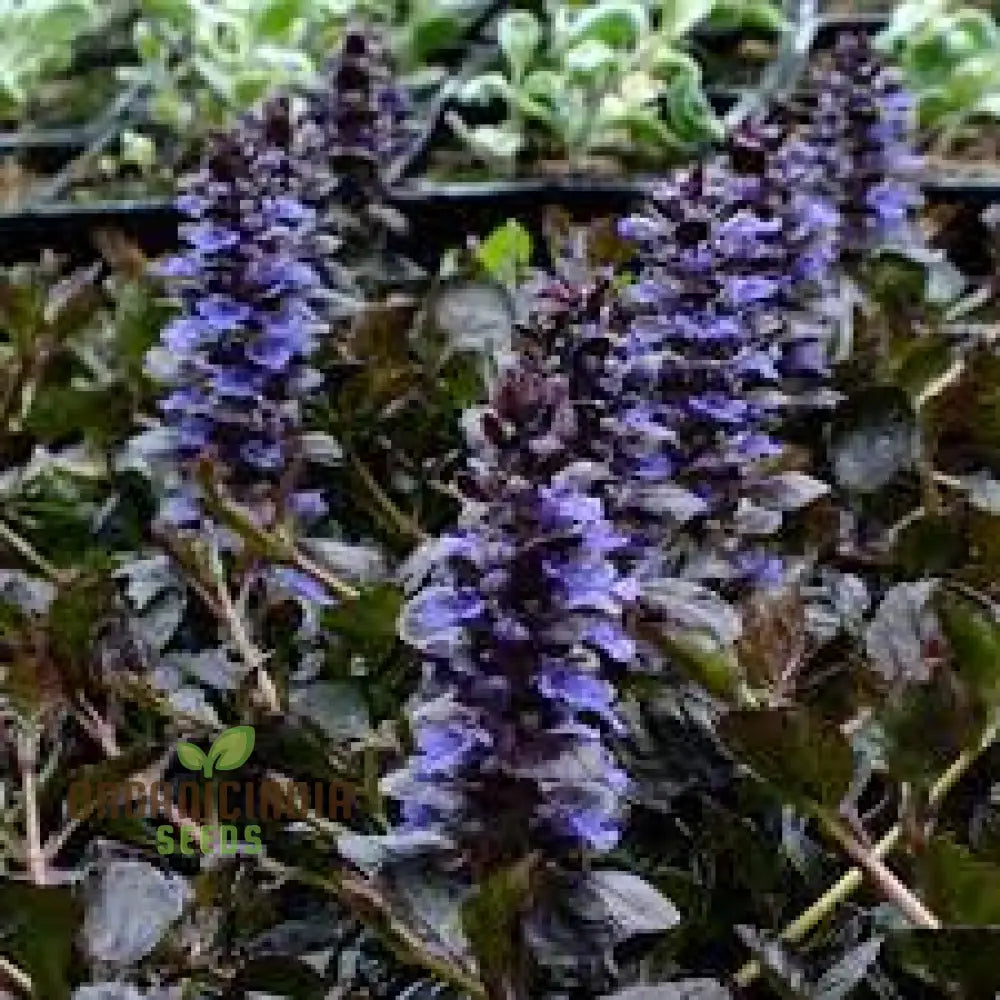 Blue Ajuga Reptant Plant Seed Generic Fresh 100Pcs