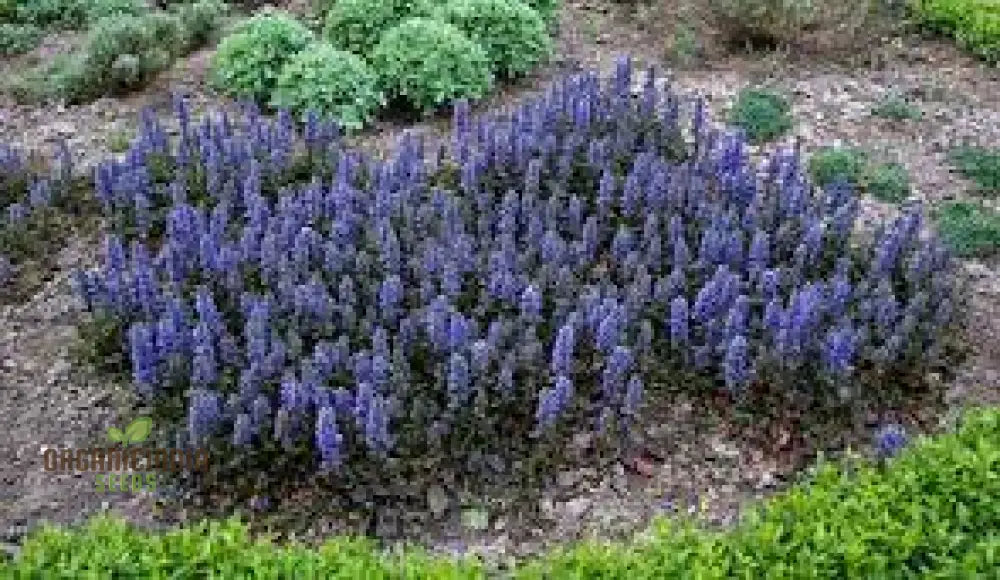 Blue Ajuga Reptant Plant Seed Generic Rash 100Pcs