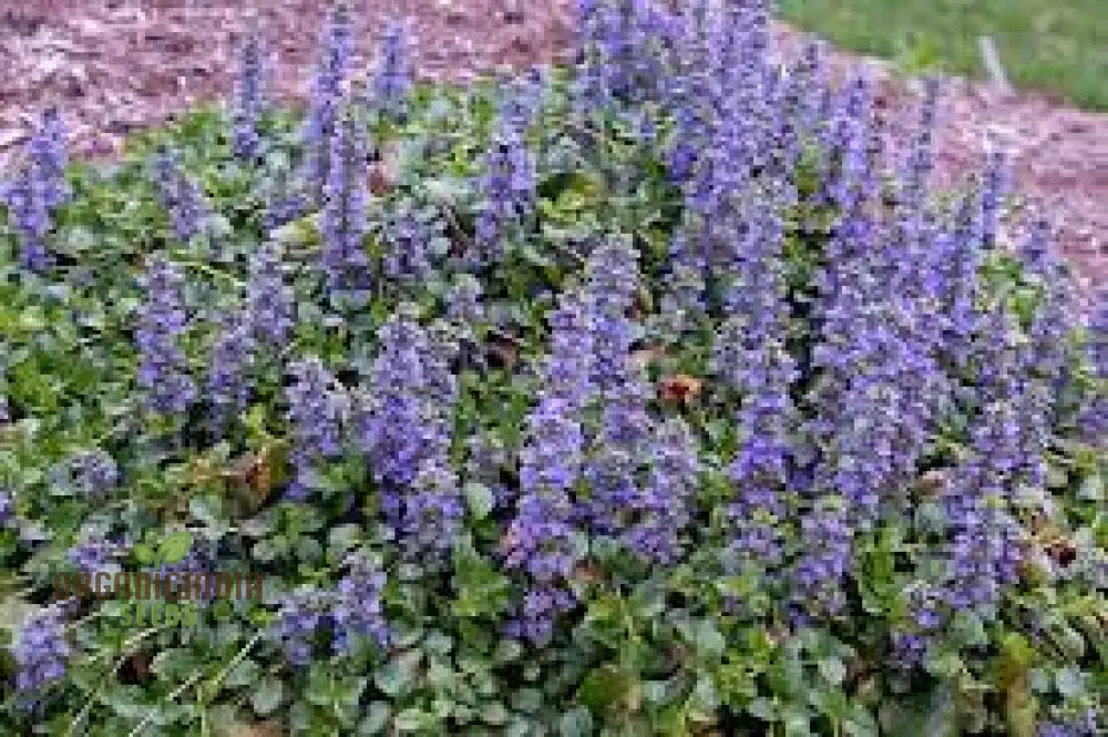 Blue Ajuga Reptant Plant Seed Generic Rash 100Pcs