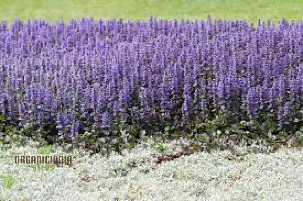 Blue Ajuga Reptant Plant Seed Generic Rash 100Pcs