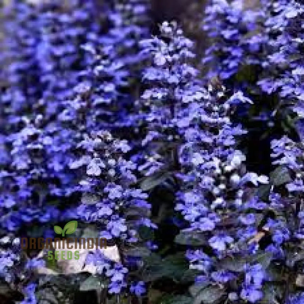 Blue Ajuga Reptant Plant Seed Generic Rash 100Pcs