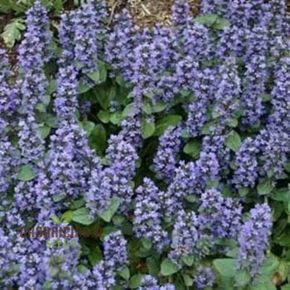 Blue Ajuga Reptant Plant Seed Generic Rash 100Pcs