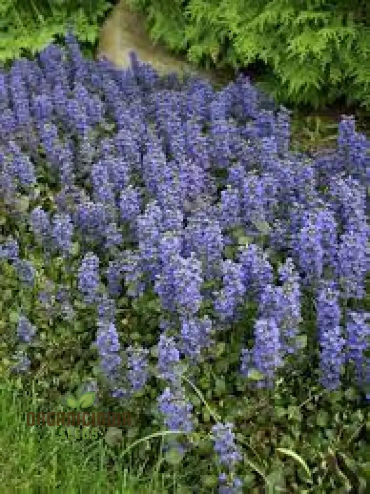 Blue Ajuga Reptant Plant Seed Generic Rash 100Pcs