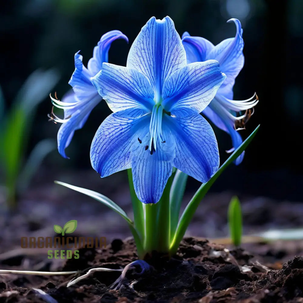 Blue Amaryllis Lily Seeds Premium Belladonna And For Planting Gardening - Cultivate Exquisite