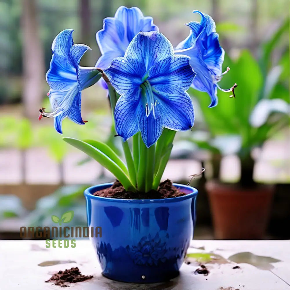 Blue Amaryllis Lily Seeds Premium Belladonna And For Planting Gardening - Cultivate Exquisite