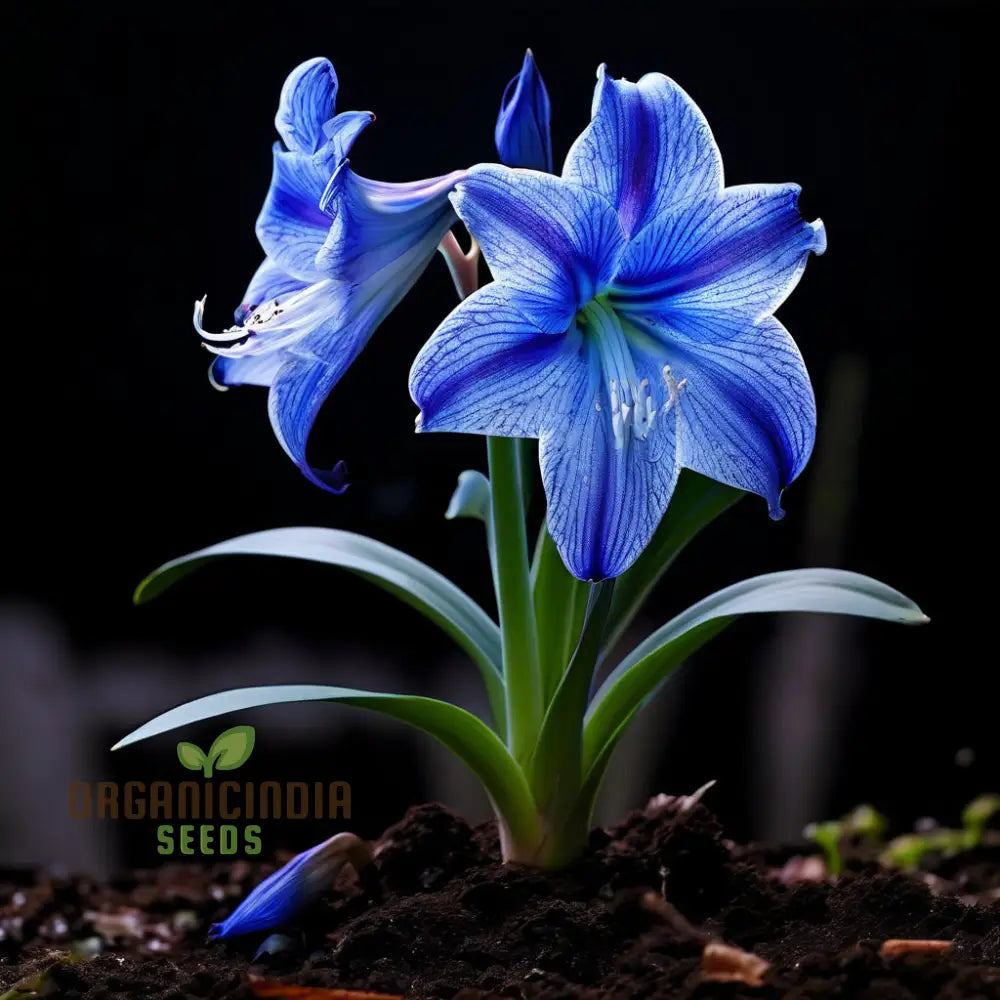 Blue Amaryllis Lily Seeds Premium Belladonna And For Planting Gardening - Cultivate Exquisite