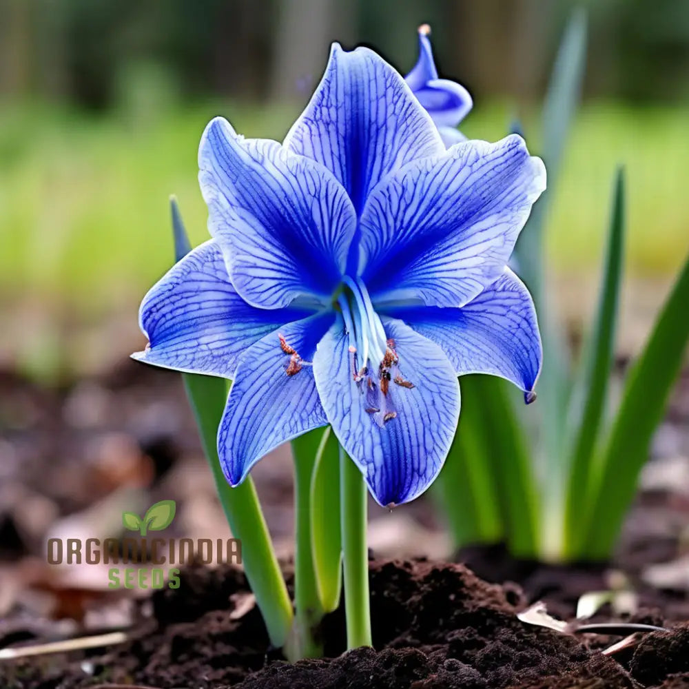 Blue Amaryllis Lily Seeds Premium Belladonna And For Planting Gardening - Cultivate Exquisite