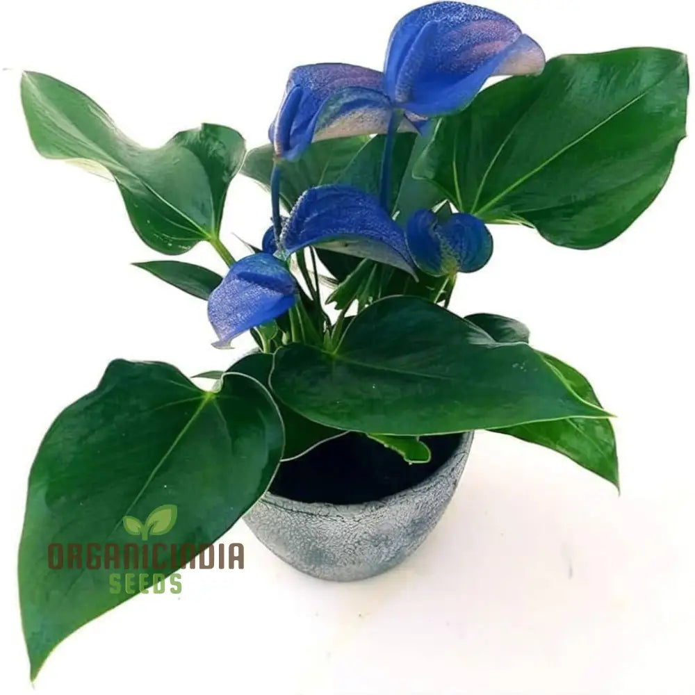 Blue Anthurium Flowers Seeds Grow Your Own Birch Tree Plant Premium Seeds For Beautiful Indoor