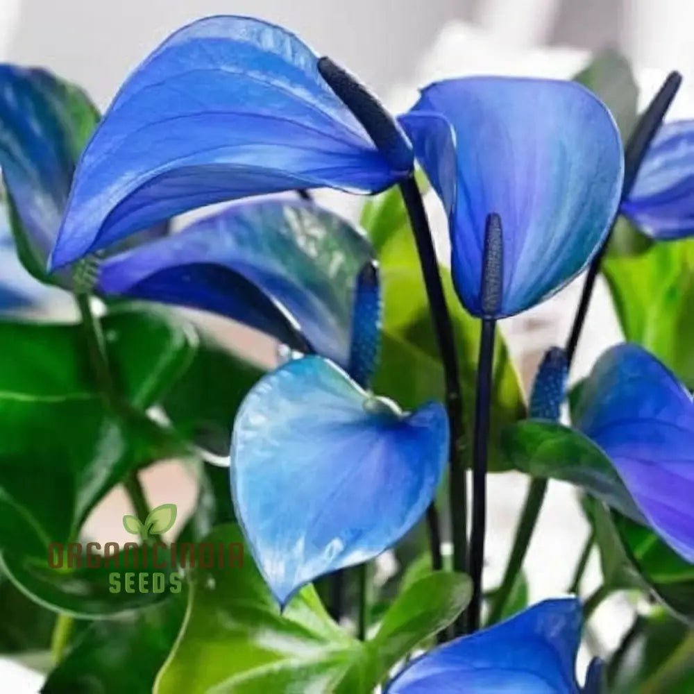 Blue Anthurium Flowers Seeds Grow Your Own Birch Tree Plant Premium Seeds For Beautiful Indoor