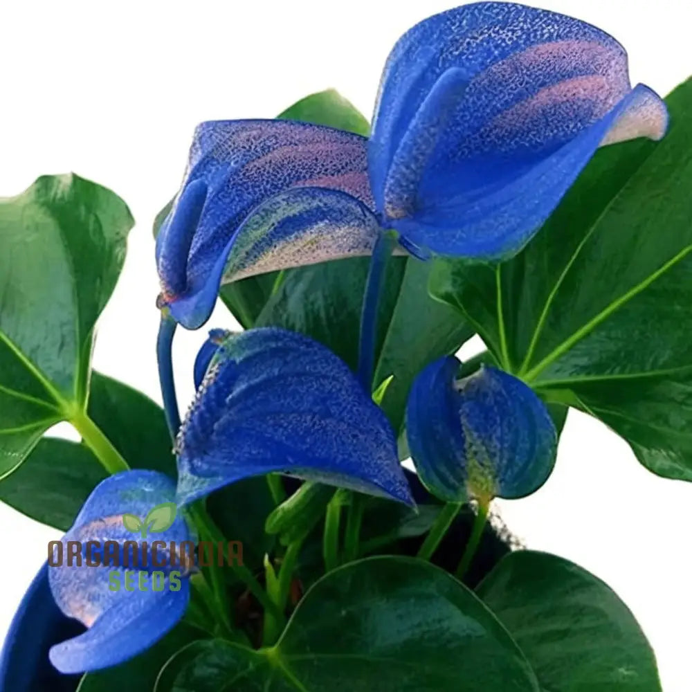 Blue Anthurium Flowers Seeds Grow Your Own Birch Tree Plant Premium Seeds For Beautiful Indoor