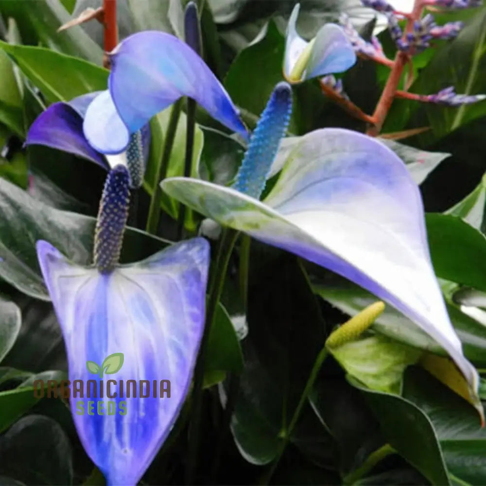 Blue Anthurium Flowers Seeds Grow Your Own Birch Tree Plant Premium Seeds For Beautiful Indoor