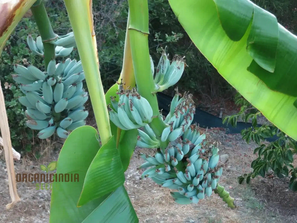 Blue Banana Fruit Seeds For Planting Enhance Your Garden With Exotic