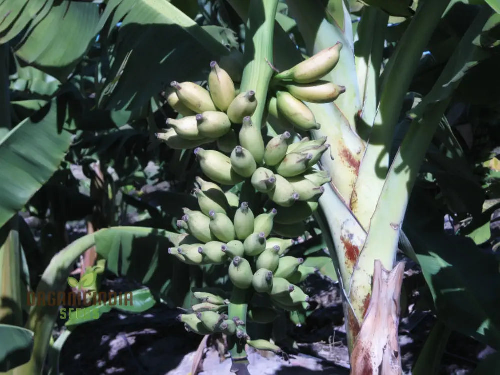 Blue Banana Fruit Seeds For Planting Enhance Your Garden With Exotic