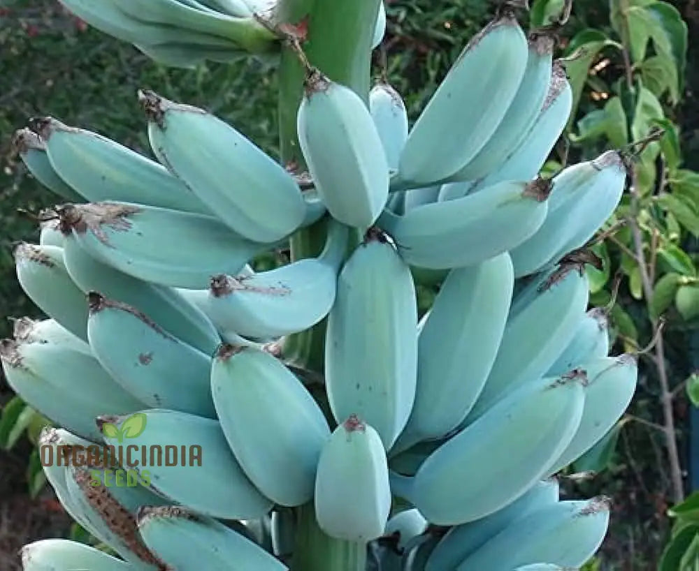 Blue Banana Seeds For Planting Enhance Your Gardening With Exotic Fruit