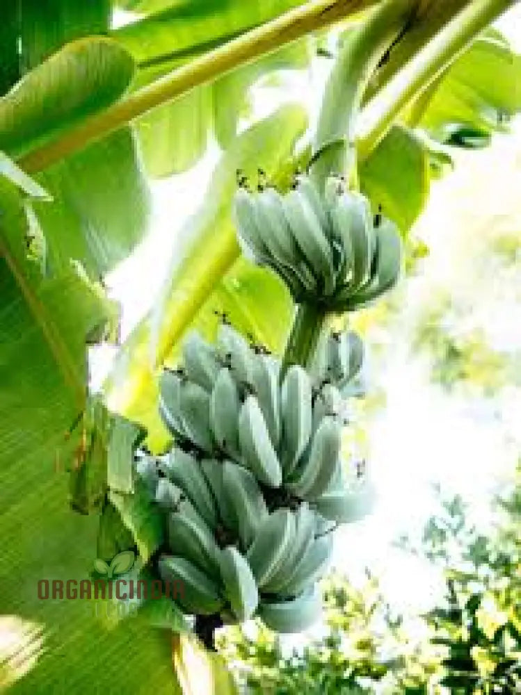 Blue Banana Seeds For Planting Enhance Your Gardening With Exotic Fruit