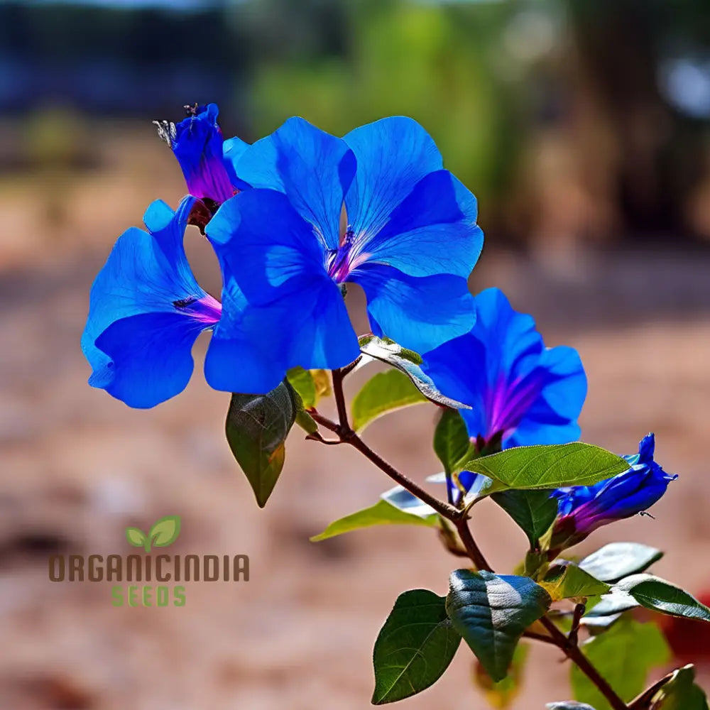 Blue Bougainvillea Flower Seeds - Stunning Mediterranean Beauty For Your Garden Perennials