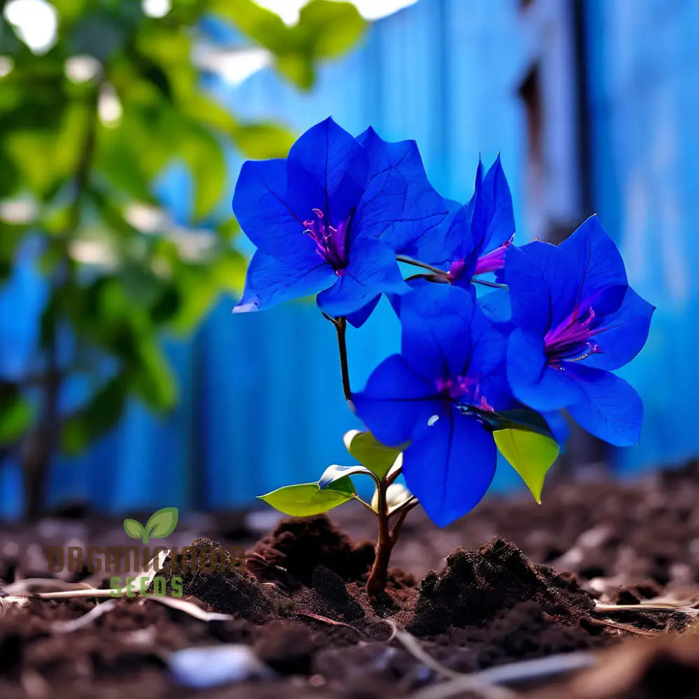 Blue Bougainvillea Flower Seeds - Stunning Mediterranean Beauty For Your Garden Perennials