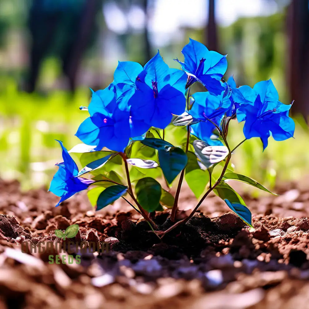 Blue Bougainvillea Flower Seeds - Stunning Mediterranean Beauty For Your Garden Perennials