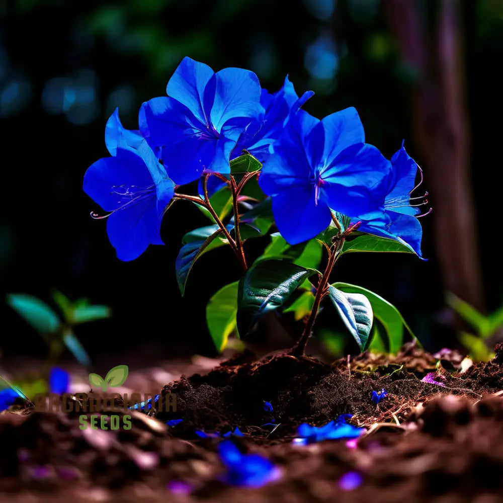 Blue Bougainvillea Flower Seeds - Stunning Mediterranean Beauty For Your Garden Perennials