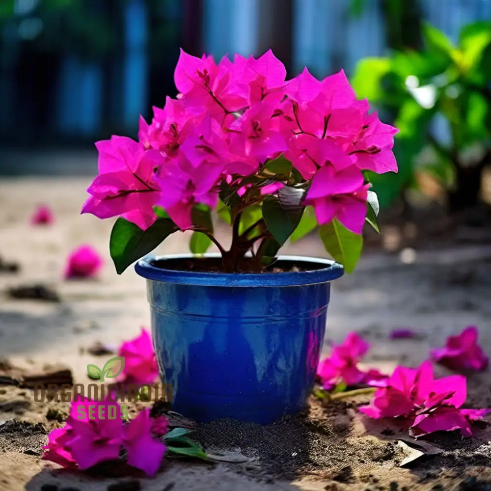 Blue Bougainvillea Flower Seeds - Stunning Mediterranean Beauty For Your Garden Perennials