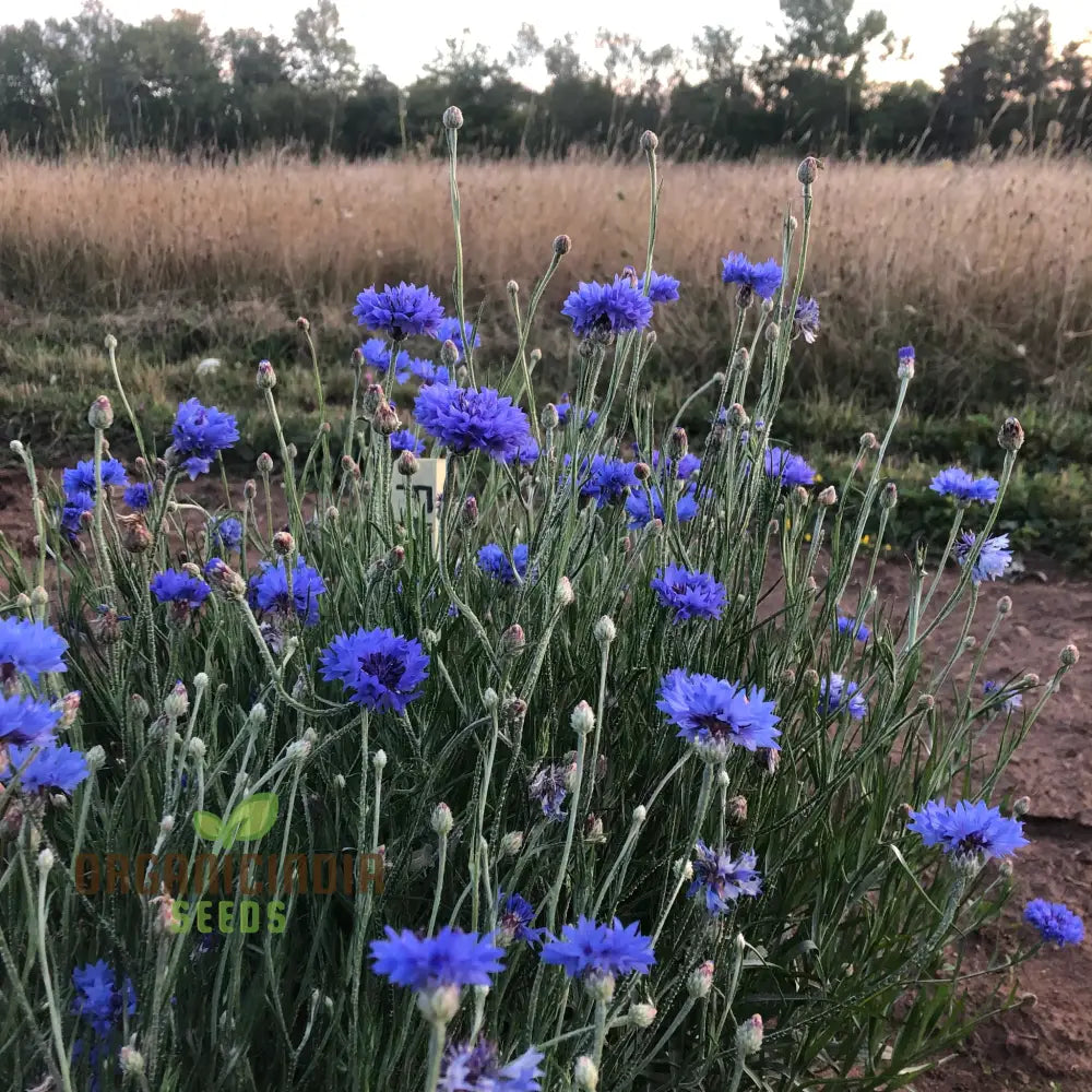 Blue Boy Bachelor’s Buttons Seeds - Perfect For Vibrant Garden Flowers Easy Planting & Gardening