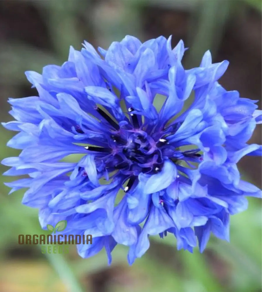 Blue Boy Bachelor’s Buttons Seeds - Perfect For Vibrant Garden Flowers Easy Planting & Gardening