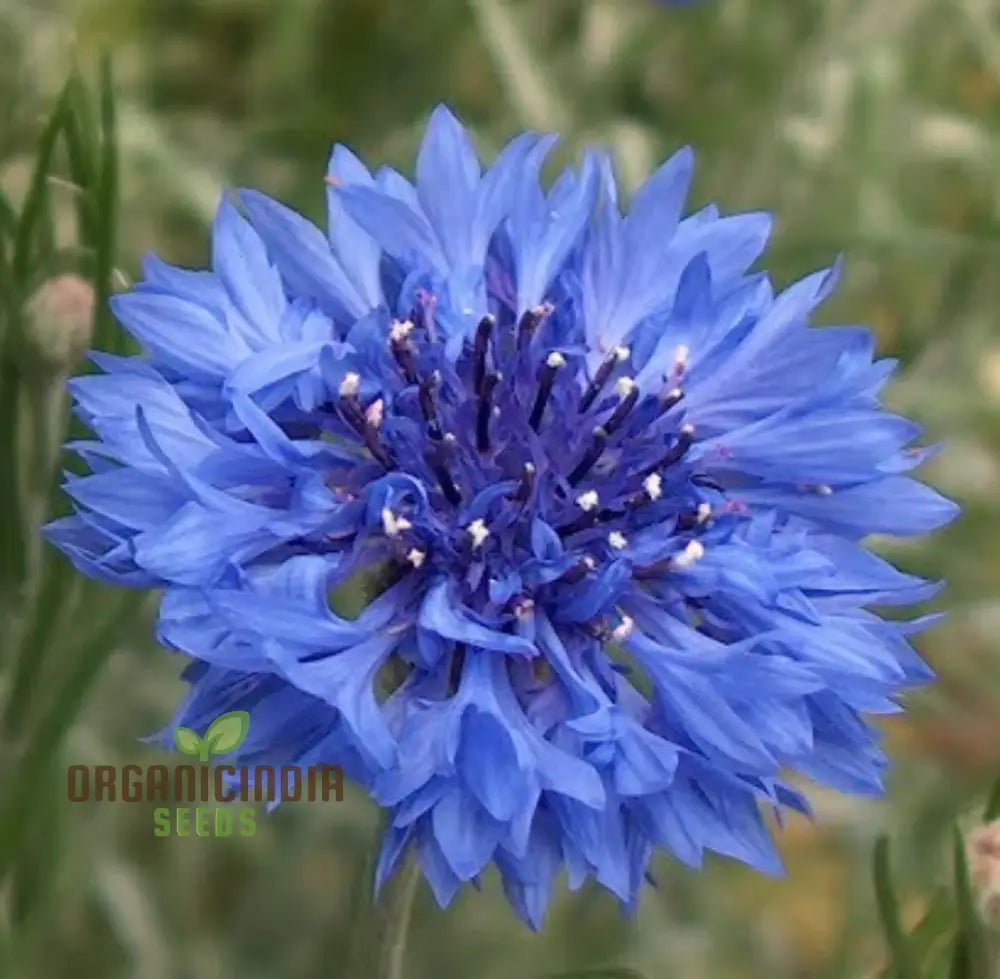 Blue Boy Bachelor’s Buttons Seeds - Perfect For Vibrant Garden Flowers Easy Planting & Gardening