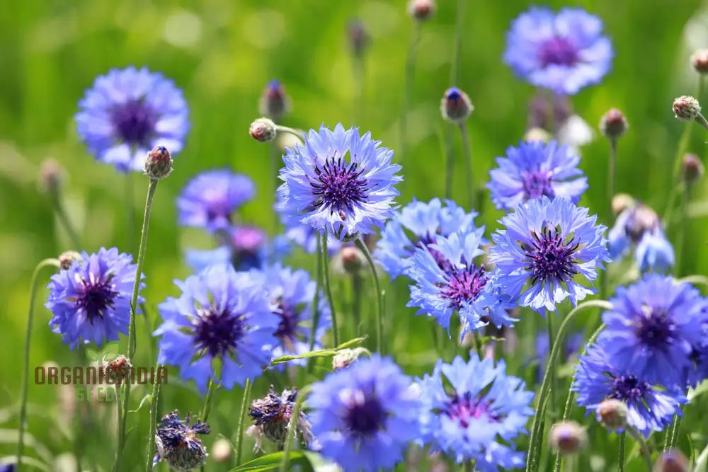 Blue Boy Bachelor’s Buttons Seeds - Perfect For Vibrant Garden Flowers Easy Planting & Gardening