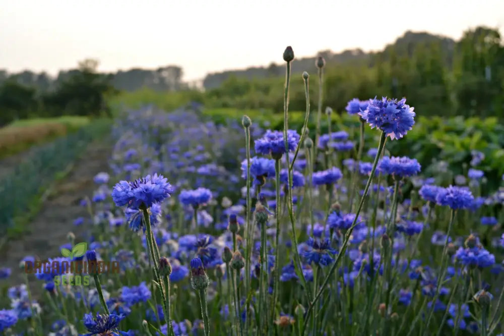 Blue Boy Bachelor’s Buttons Seeds - Perfect For Vibrant Garden Flowers Easy Planting & Gardening