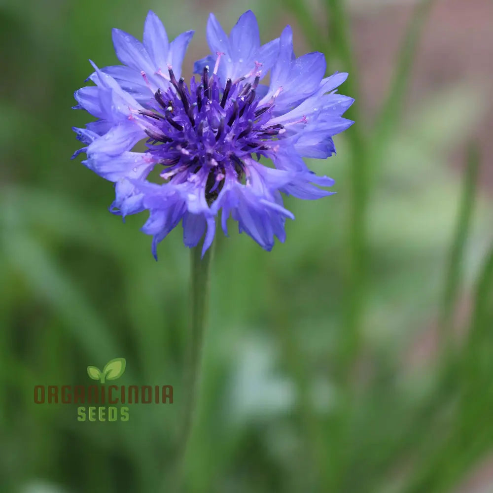 Blue Boy Bachelor’s Buttons Seeds - Perfect For Vibrant Garden Flowers Easy Planting & Gardening