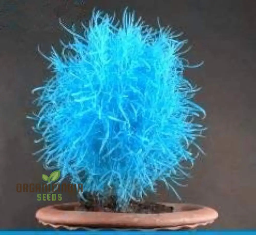 Blue Burning Bush Kochia Scoparia Grass Seeds - Vibrant Color Planting Guide Included