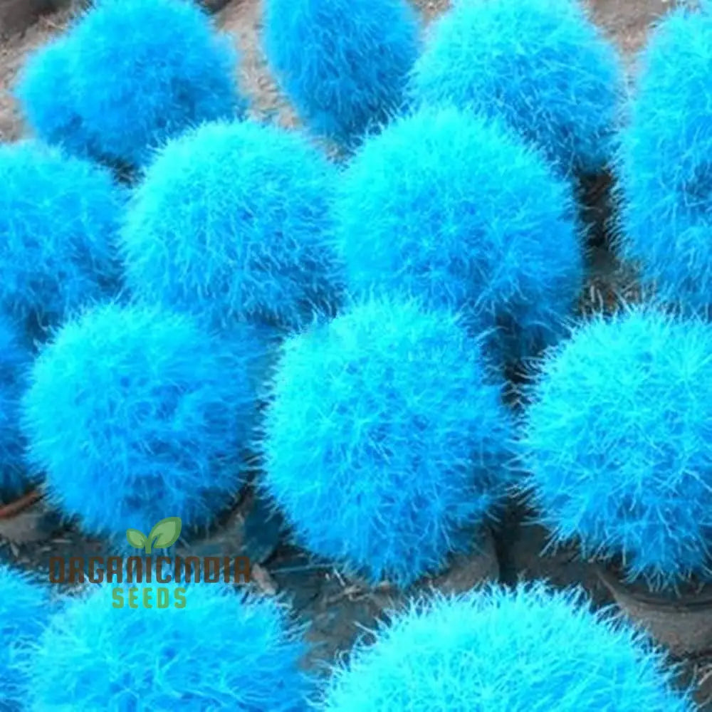 Blue Burning Bush Kochia Scoparia Grass Seeds - Vibrant Color Planting Guide Included