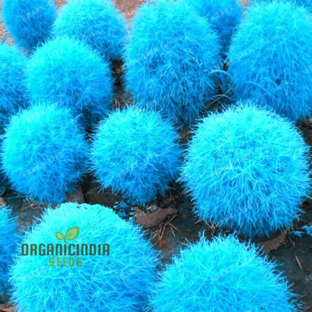 Blue Burning Bush Kochia Scoparia Grass Seeds - Vibrant Color Planting Guide Included