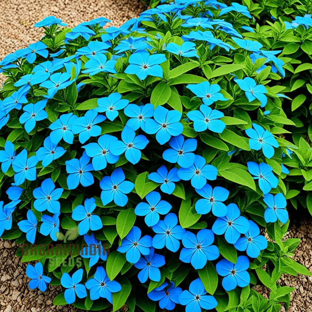 Blue Cape Plumbago Flower Seeds - Perennial Leadwort Leadplant Enhance Your Garden With Stunning