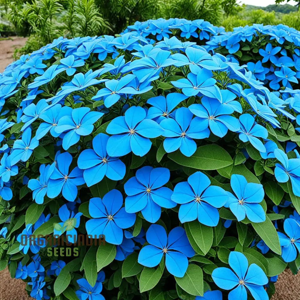 Blue Cape Plumbago Flower Seeds - Perennial Leadwort Leadplant Enhance Your Garden With Stunning