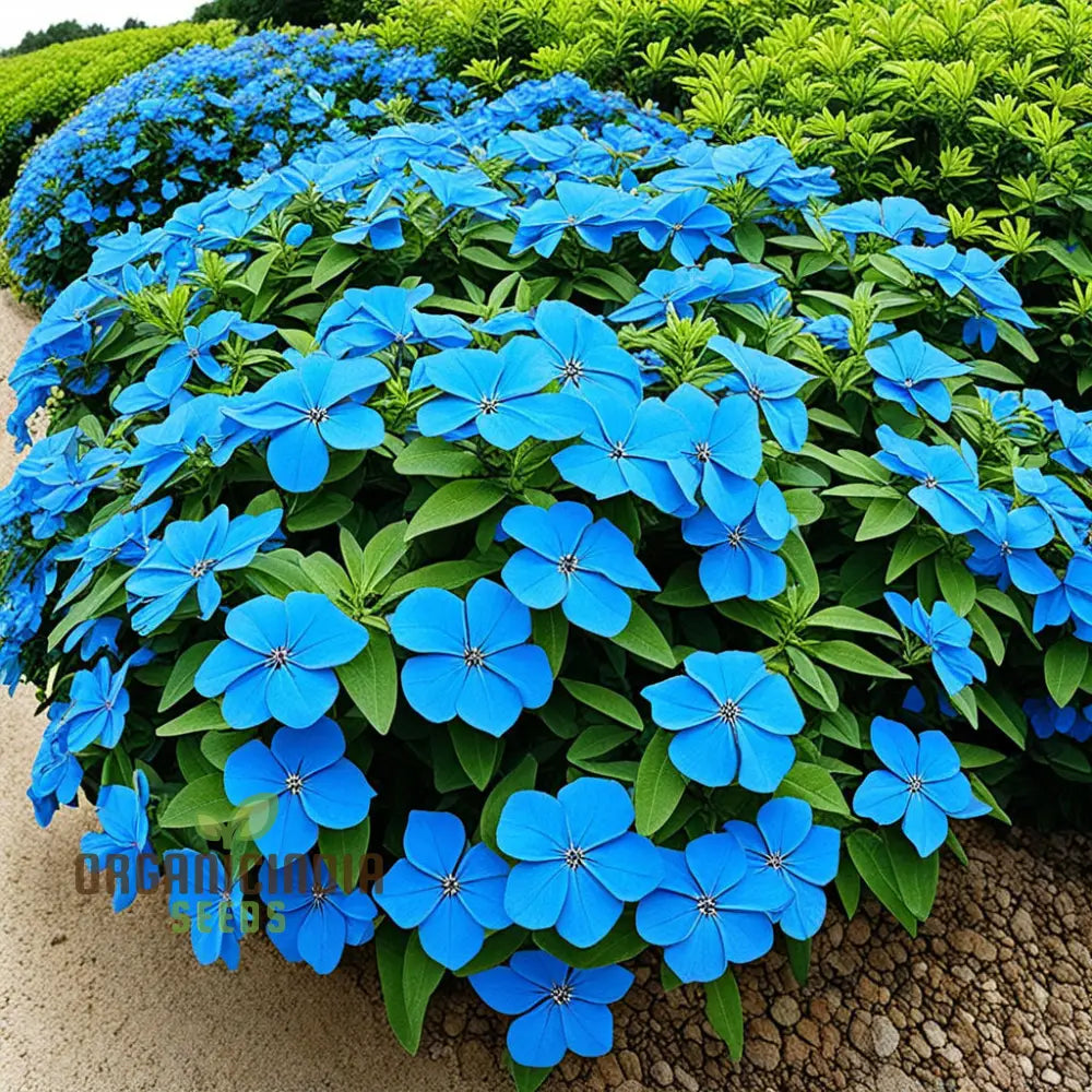 Blue Cape Plumbago Flower Seeds - Perennial Leadwort Leadplant Enhance Your Garden With Stunning