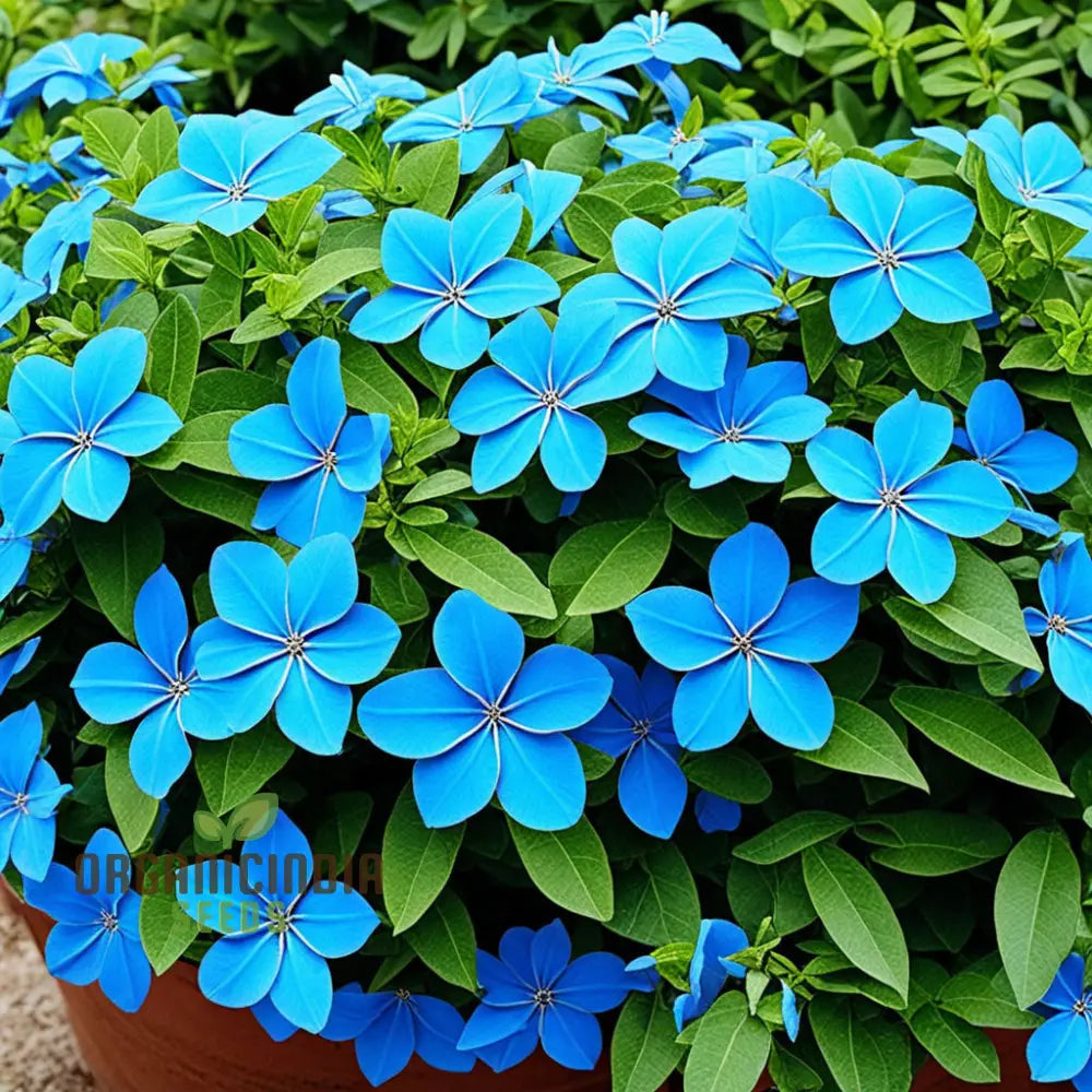 Blue Cape Plumbago Flower Seeds - Perennial Leadwort Leadplant Enhance Your Garden With Stunning