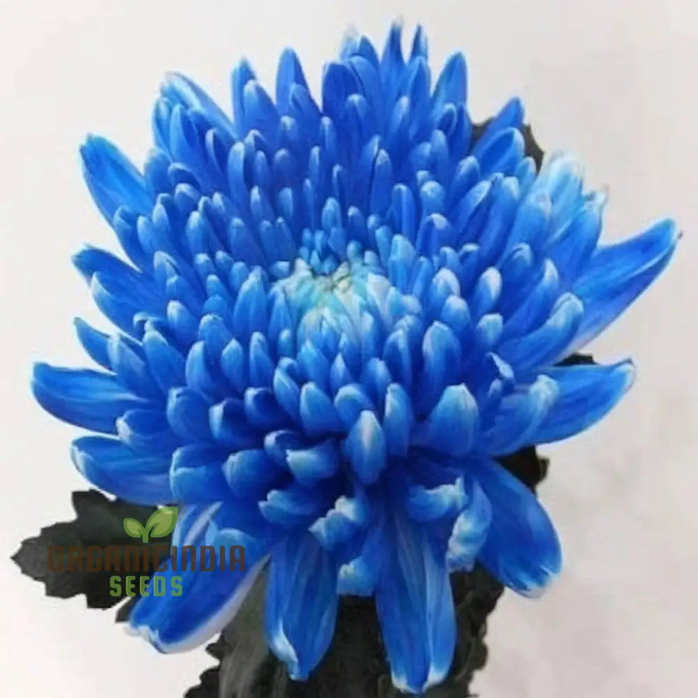 Blue Chrysanthemum Flower Seeds - Stunning Azure Blooms For Mesmerizing Garden Displays Seeds