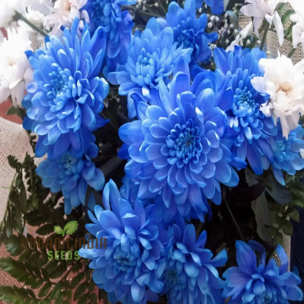 Blue Chrysanthemum Flower Seeds - Stunning Azure Blooms For Mesmerizing Garden Displays Seeds