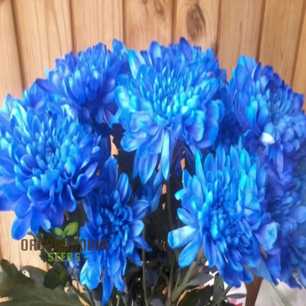 Blue Chrysanthemum Flower Seeds - Stunning Azure Blooms For Mesmerizing Garden Displays Seeds