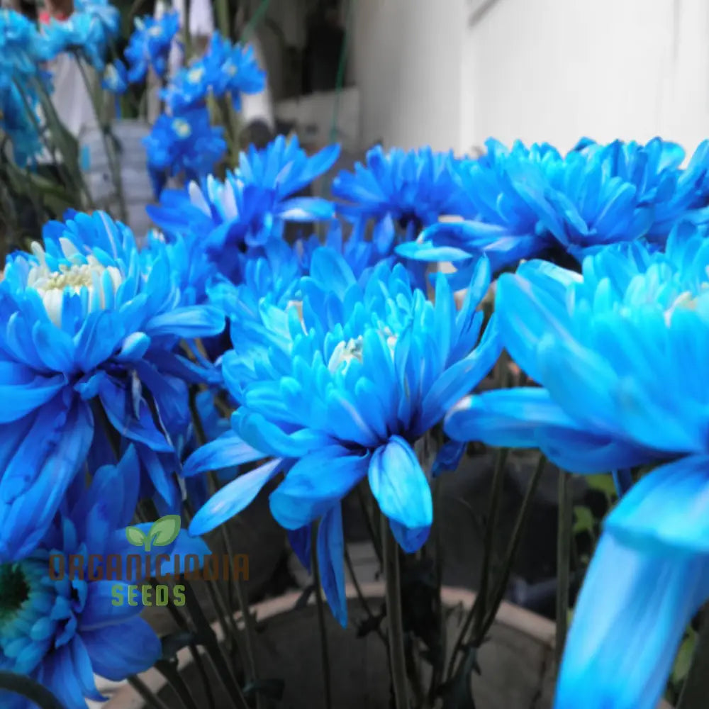 Blue Chrysanthemum Flower Seeds - Stunning Azure Blooms For Mesmerizing Garden Displays Seeds