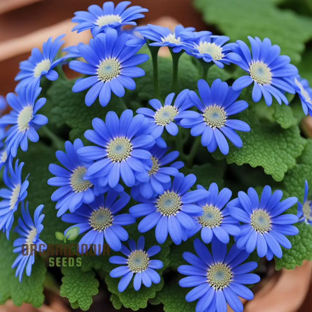 Blue Cineraria (Senecio Cruentus) Flower Seeds – Elevate Your Gardening With Gorgeous Vibrant